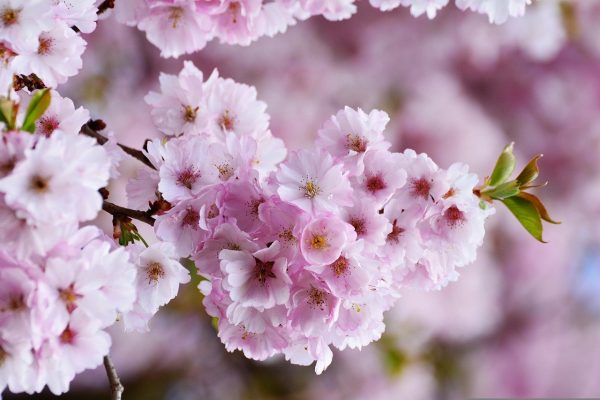 Hoa anh đào tượng trưng cho cốt cách cao quý của người Nhật Bản