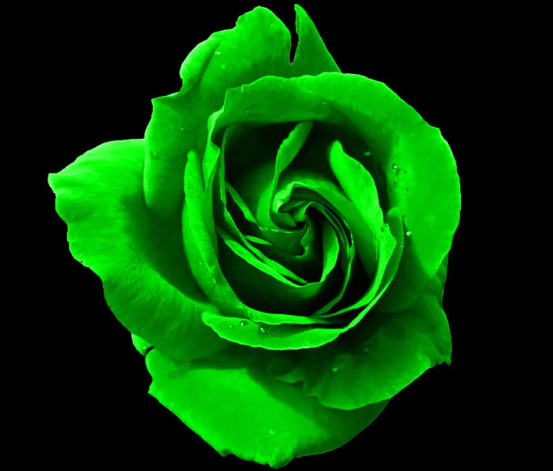 Ý Nghĩa Hoa Hồng Xanh Và Mối Quan Hệ