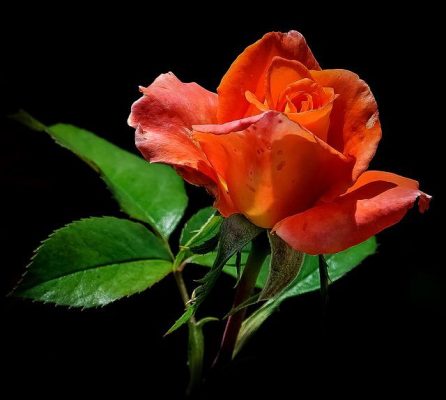 Ý nghĩa hoa hồng Cam 
