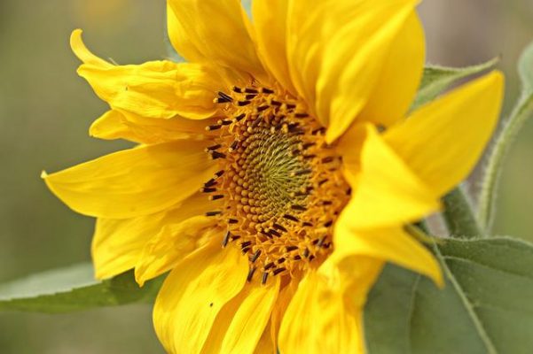 Tìm hiểu về BST Bó Hoa Hướng Dương Tháng 09 Sunflower-gd6b9a18bb_640-601x400