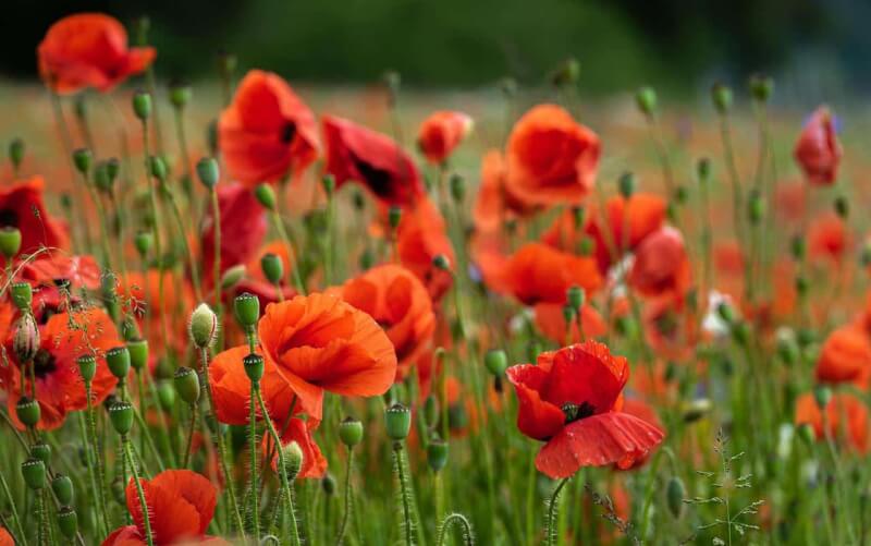 Hoa Anh Túc Cây Thuốc Phiện Sáng tạo và ước mơ  Poppy flower seeds  Flower seeds Poppy flower