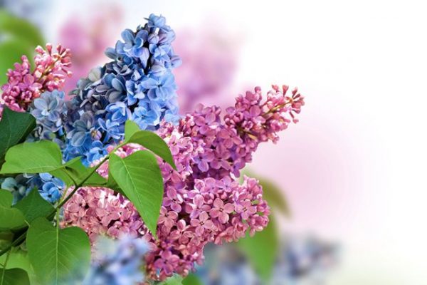 y nghia hoa chi tu dinh huong 1