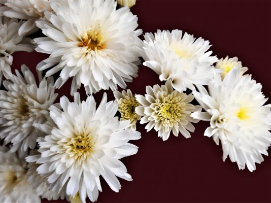 Ý nghĩa hoa cúc trắng - Biểu tượng của sự thanh tao, thuần khiết