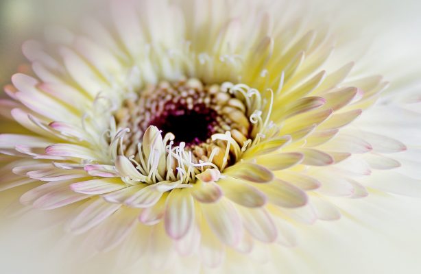 Ý nghĩa hay về hoa cúc trắng mà bạn nên khám phá! Y-nghia-hoa-cuc-trang-3-614x400