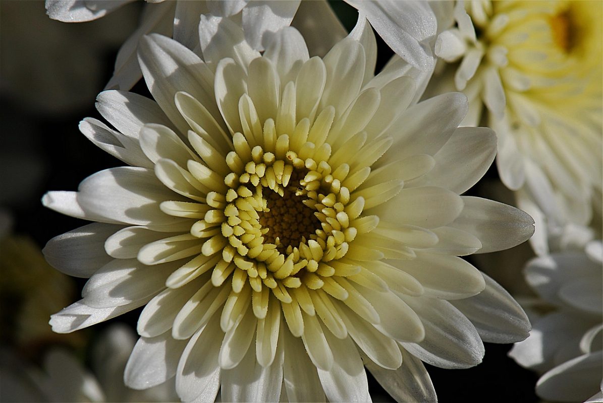 Khám Phá Nhiều Tầng Ý Nghĩa Hoa Cúc Trắng Trong Đời Sống