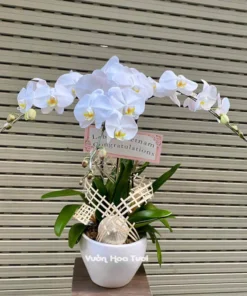 Lẵng Hoa Lan Hồ Điệp Trắng 3 Cành