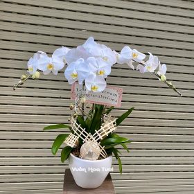 Lẵng Hoa Lan Hồ Điệp Trắng 3 Cành