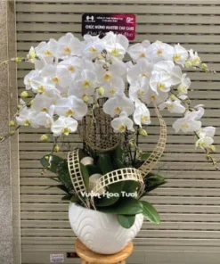 Lẵng-hoa-lan-trắng-10-cành