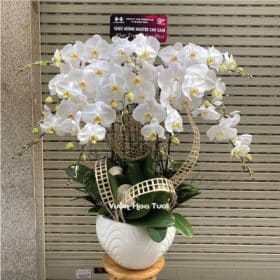 Lẵng-hoa-lan-trắng-10-cành