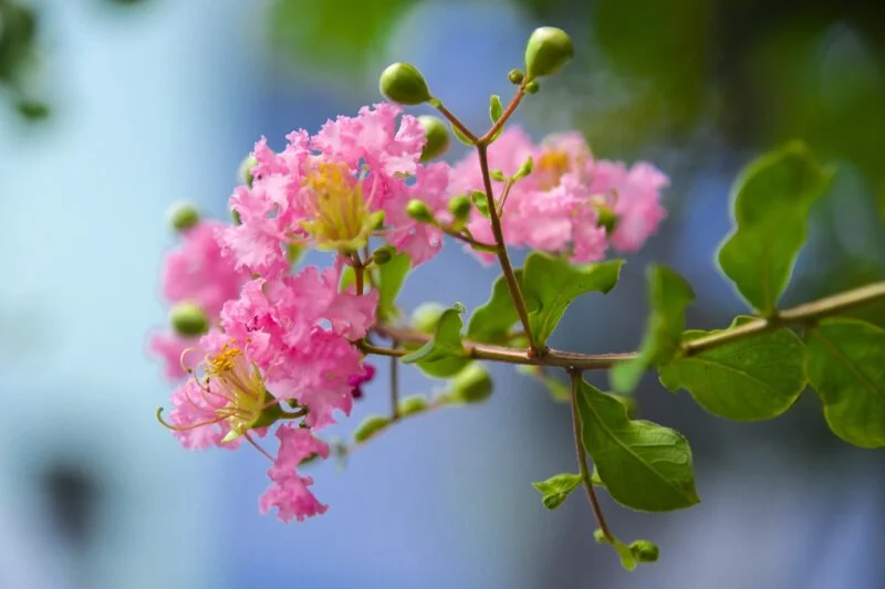 flower wall en g23ff33c56 1280