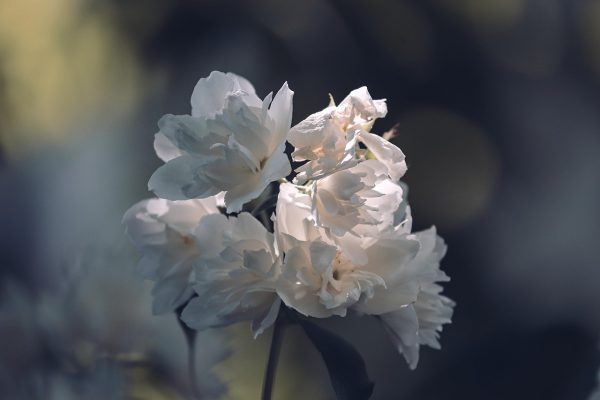 Sắc trắng tinh khôi và đầy kiêu hãnh của hoa nhài