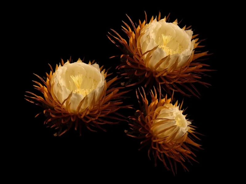 queen of the night flowers g81cba8c0e 1280