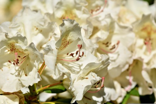 Hoa đỗ quyên trắng với vẻ đẹp thanh lịch