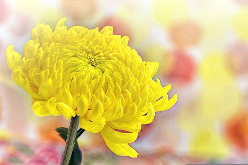 Ý nghĩa hoa cúc vàng - Sắc vàng nồng ấm đem đến nhiều điều tốt lành | Vườn Hoa Tươi