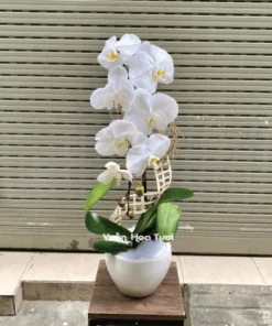 Chậu Lan Hồ Điệp Trắng 1 Cành