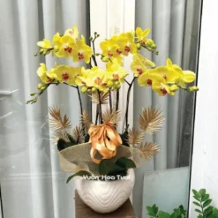 Chậu Lan Hồ Điệp Vàng 5 cành sang trọng