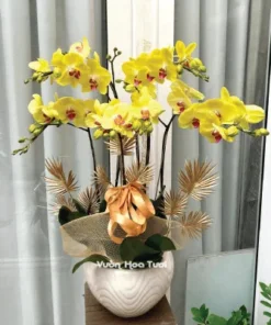 Chậu Lan Hồ Điệp Vàng 5 cành sang trọng