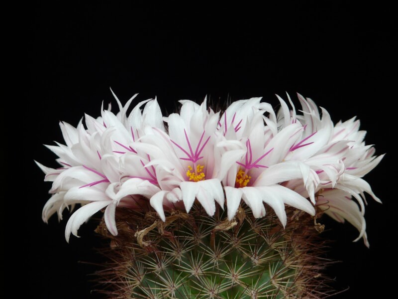 [Hình: cactus-g0355b90df_1280.jpg]