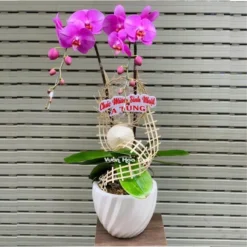 Chậu hoa lan hồ điệp tím 2 cành