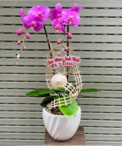 Chậu hoa lan hồ điệp tím 2 cành