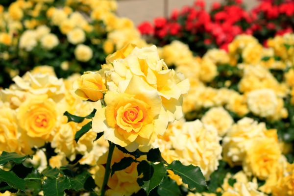 Hoa hồng vàng mang nét đẹp kiêu sa và rực rỡ