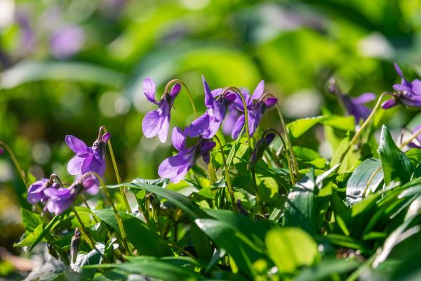 Hoa violet thường được trồng trước nhà để xua đuổi những linh hồn tà ma