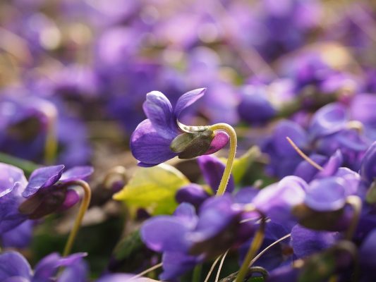 Hoa violet có rất nhiều ý nghĩa về mặt văn hóa 