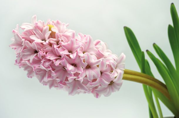 Mời bạn khám phá thêm Ý nghĩa hoa dạ lan hương Hyacinth-g7cee899d1_1280-609x400