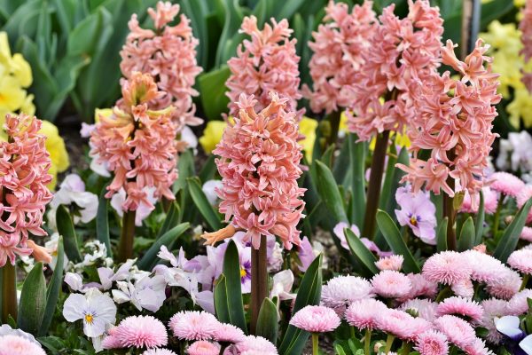 Mời bạn khám phá thêm Ý nghĩa hoa dạ lan hương Hyacinth-g8a077c80f_1280-600x400