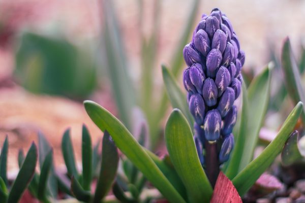 Mời bạn khám phá thêm Ý nghĩa hoa dạ lan hương Hyacinth-gc25caa081_1280-600x400