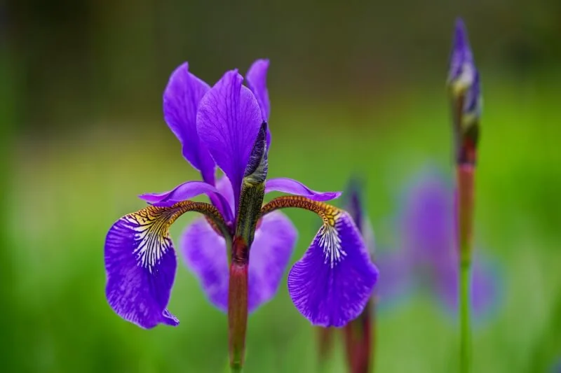 iris g0471e2313 1280
