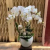 Chậu Hoa Lan Hồ Điệp Trắng 06 Cành Lẵng Hoa Lan Hồ Điệp Trắng 6 Cành