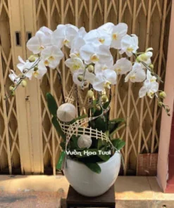 Lẵng Hoa Lan Hồ Điệp Trắng 6 Cành