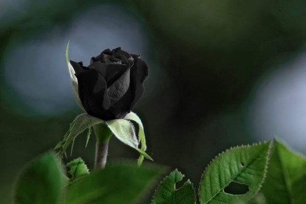 Hoa hồng đen đại diện cho sự oán hận, thống khổ trong tình yêu