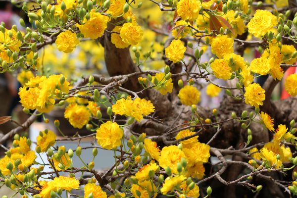 Mai vàng - Một loài hoa biểu tượng của Tết Việt