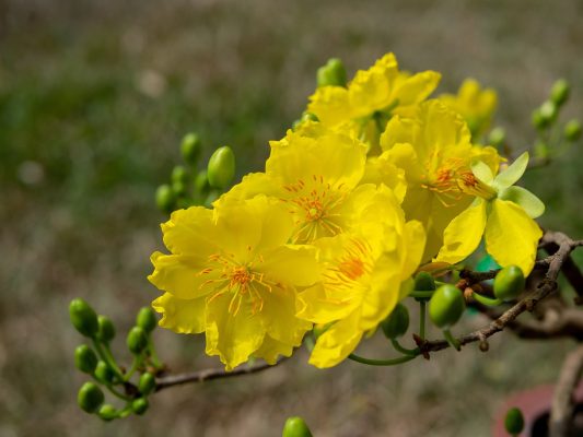 Mai vàng - Loài hoa biểu tượng của Tết Việt