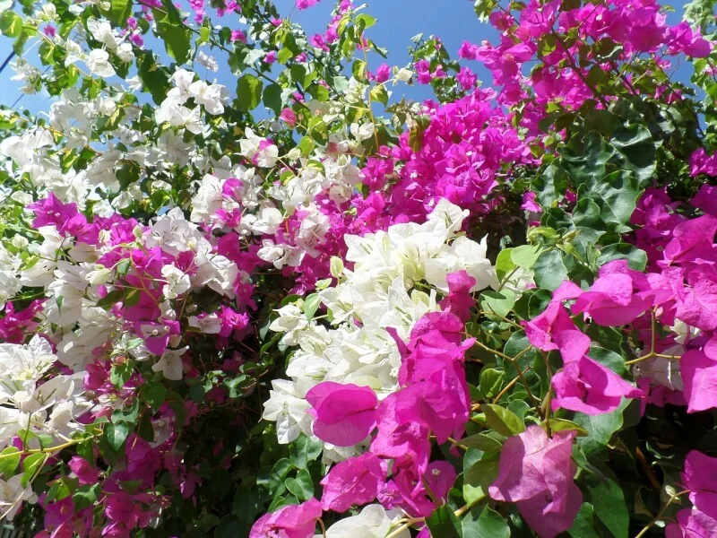 bougainvillea g922433342 1280