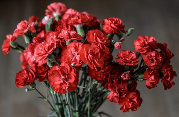 Quà sinh nhật tặng mẹ - Hoa cẩm chướng