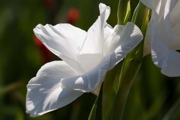 Ý nghĩa hoa layon - Layon trắng mang đến vẻ đẹp tinh khiết