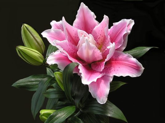 Khám phá 1 trong 5 tên loài hoa đẹp mang ý nghĩa hay! Lyly-kep-536x400