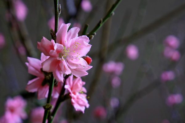 Hoa, quà, đồ trang trí:  Peach-blossom-g561113afc_1280-600x400