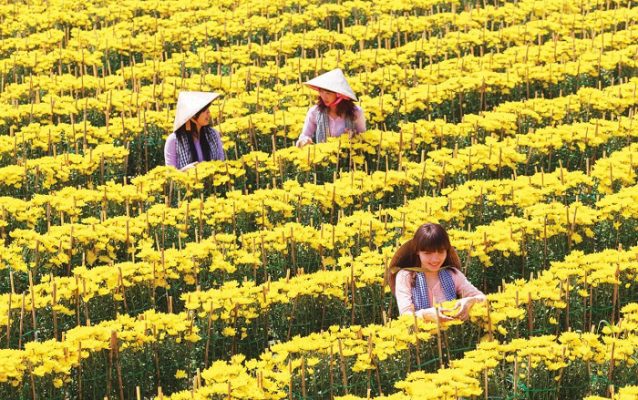 Tìm hiểu về các loại hoa chưng tết 2023 Review-10-dia-diem-du-lich-dang-di-tai-viet-nam-trong-dip-tet-2023-1430-10-638x400