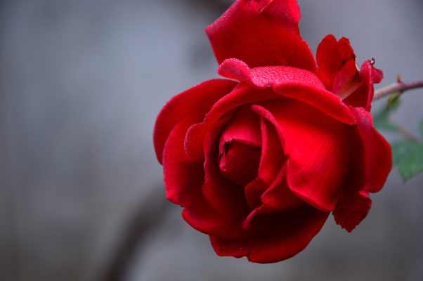 Tên các loài hoa đẹp và ý nghĩa - Hoa hồng