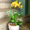 Chậu Lan Hồ Điệp Nhí 1 Cành 2512 Chậu Lan Hồ Điệp Nhí 1 Cành