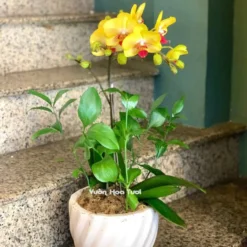 Chậu Lan Hồ Điệp Nhí 1 Cành