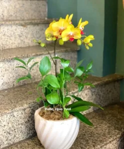 Chậu Lan Hồ Điệp Nhí 1 Cành