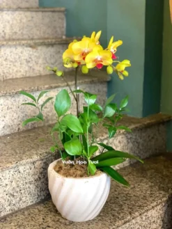 Chậu Lan Hồ Điệp Nhí 1 Cành