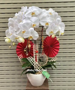 Chậu Lan Hồ Điệp Trắng 3 Cành