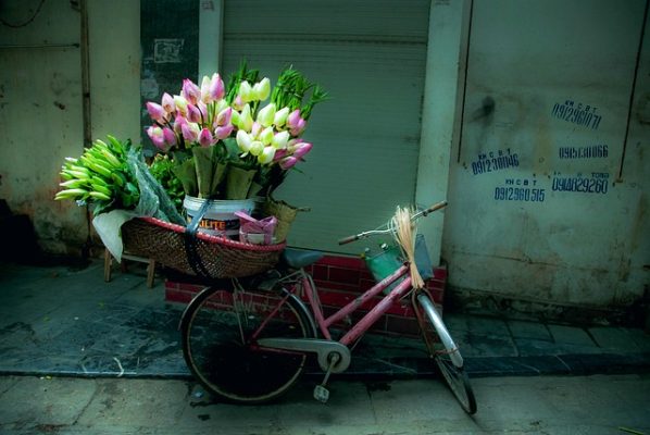 Hoa sen quốc hoa của Việt Nam