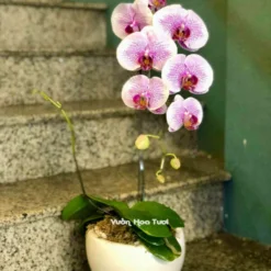 Chậu Lan Hồ Điệp Tím Nhí 1 Cành 0701